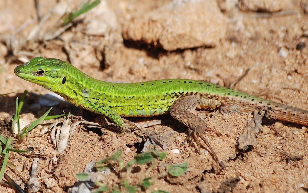 Podarcis wagleriana ?
